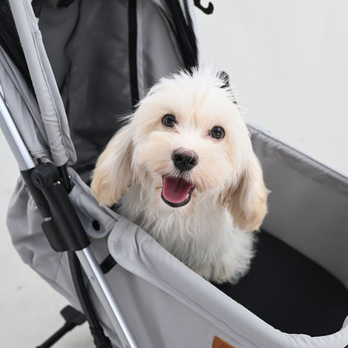 A small fluffy white dog sitting inside a gray pet stroller, looking directly at the camera with its mouth open.