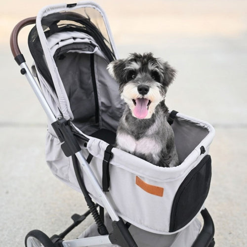 A small gray and white dog sitting inside a light gray and black stroller with a silver frame, photographed outdoors on a paved surface.