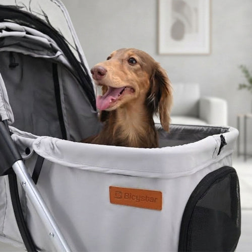 A brown dachshund dog sitting inside a light gray Bicy sbar pet stroller in a modern living room setting.