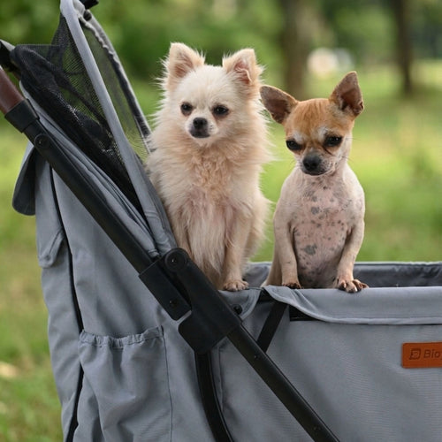 Two small dogs sitting in a gray pet stroller outdoors on a grassy lawn.