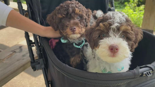 Foldable Pet Stroller for Small Dogs Cats Up to 35lbs |  BB-C330H